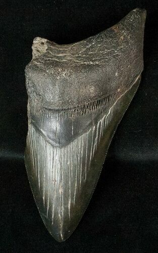Half Of A Fossil Megalodon Tooth #17256
